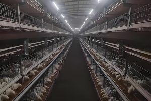 Chicken Farm Lighting, LED Waterproof Light Chicken Farm Lighting, LED Waterproof Light Vapor Tight Lights